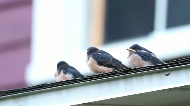 Barn Swallow (American) - ML471232