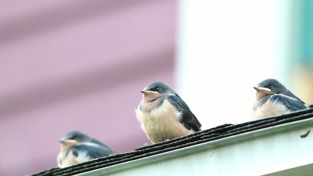 Barn Swallow (American) - ML471233