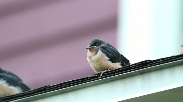 Barn Swallow (American) - ML471234