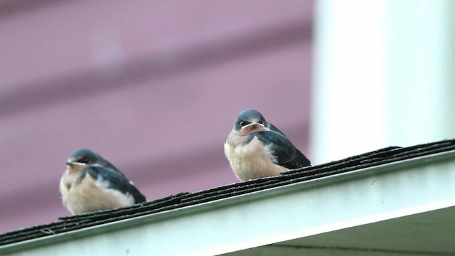 Barn Swallow (American) - ML471235