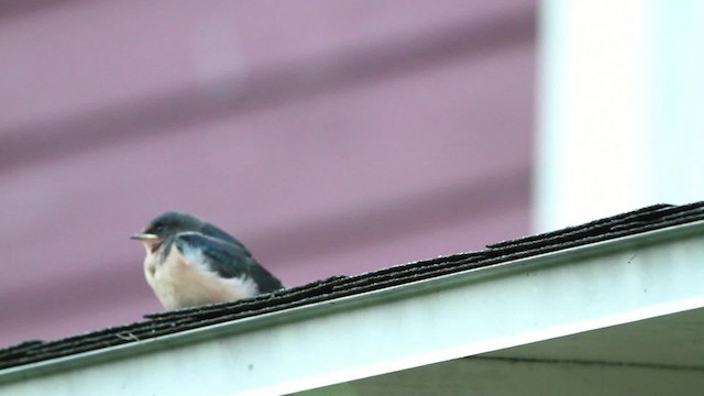 Barn Swallow (American) - ML471236