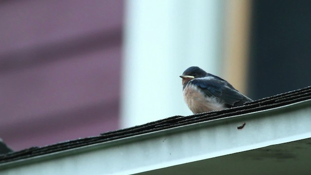 Barn Swallow (American) - ML471237