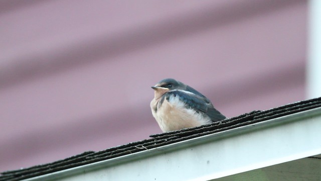 Barn Swallow (American) - ML471238