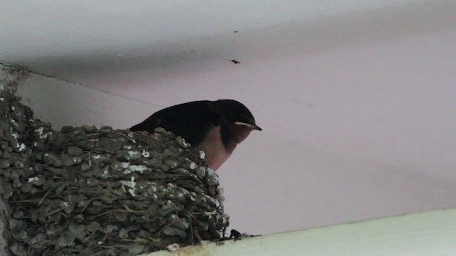 Barn Swallow (American) - ML471239