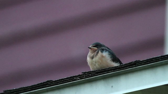 Barn Swallow (American) - ML471240