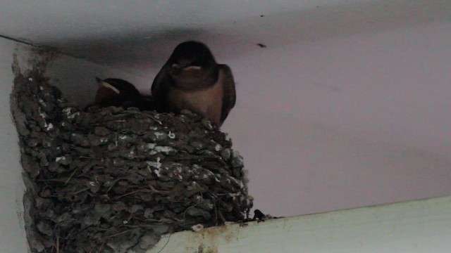 Barn Swallow (American) - ML471241