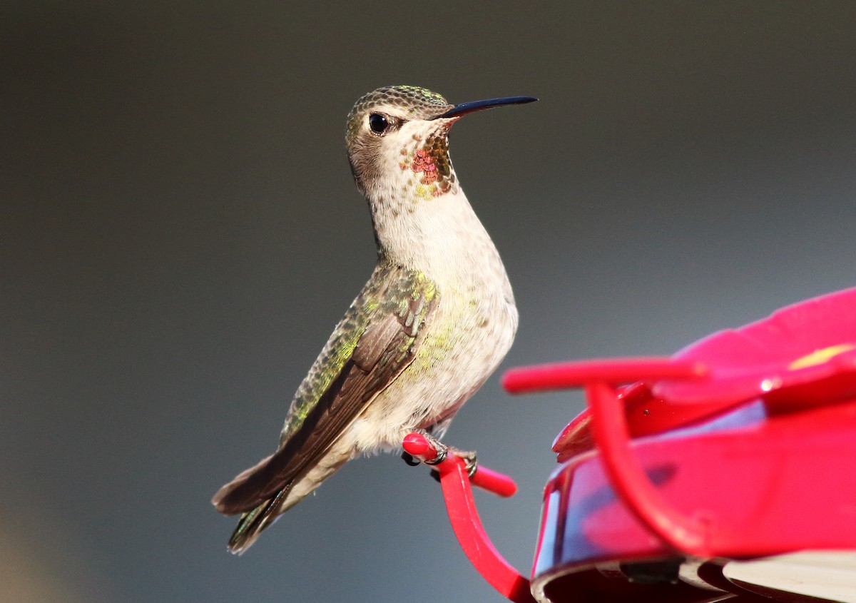 Anna's Hummingbird - ML47124101