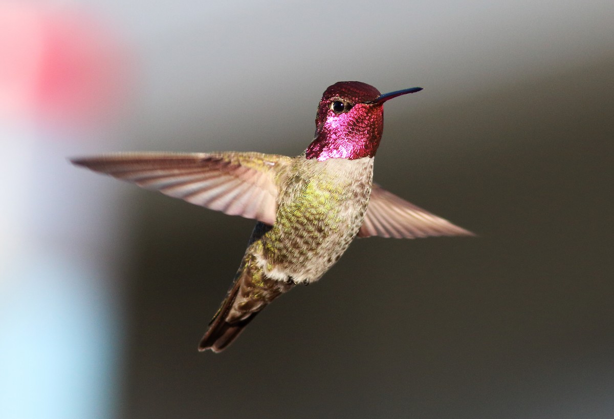 Anna's Hummingbird - ML47124131