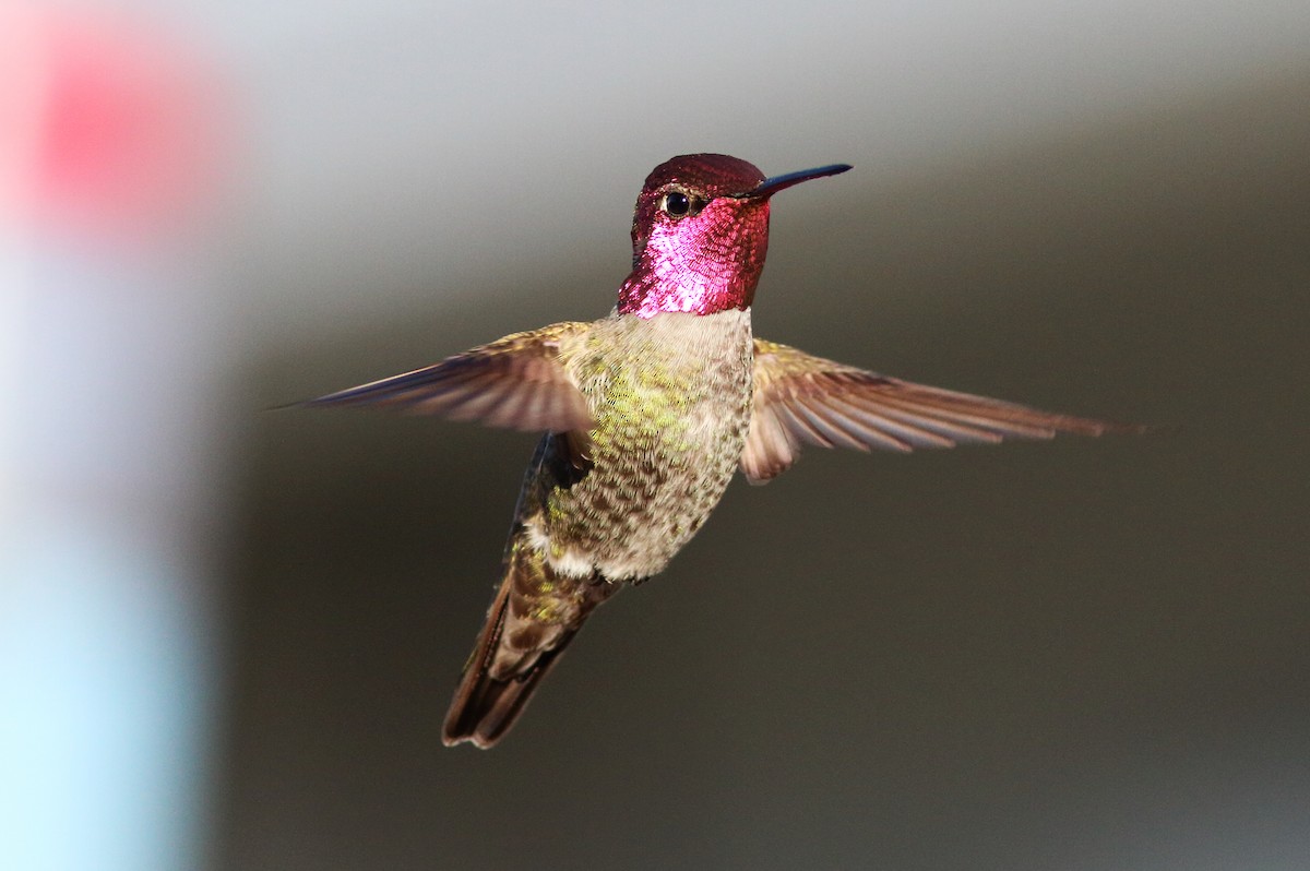 Anna's Hummingbird - ML47124141
