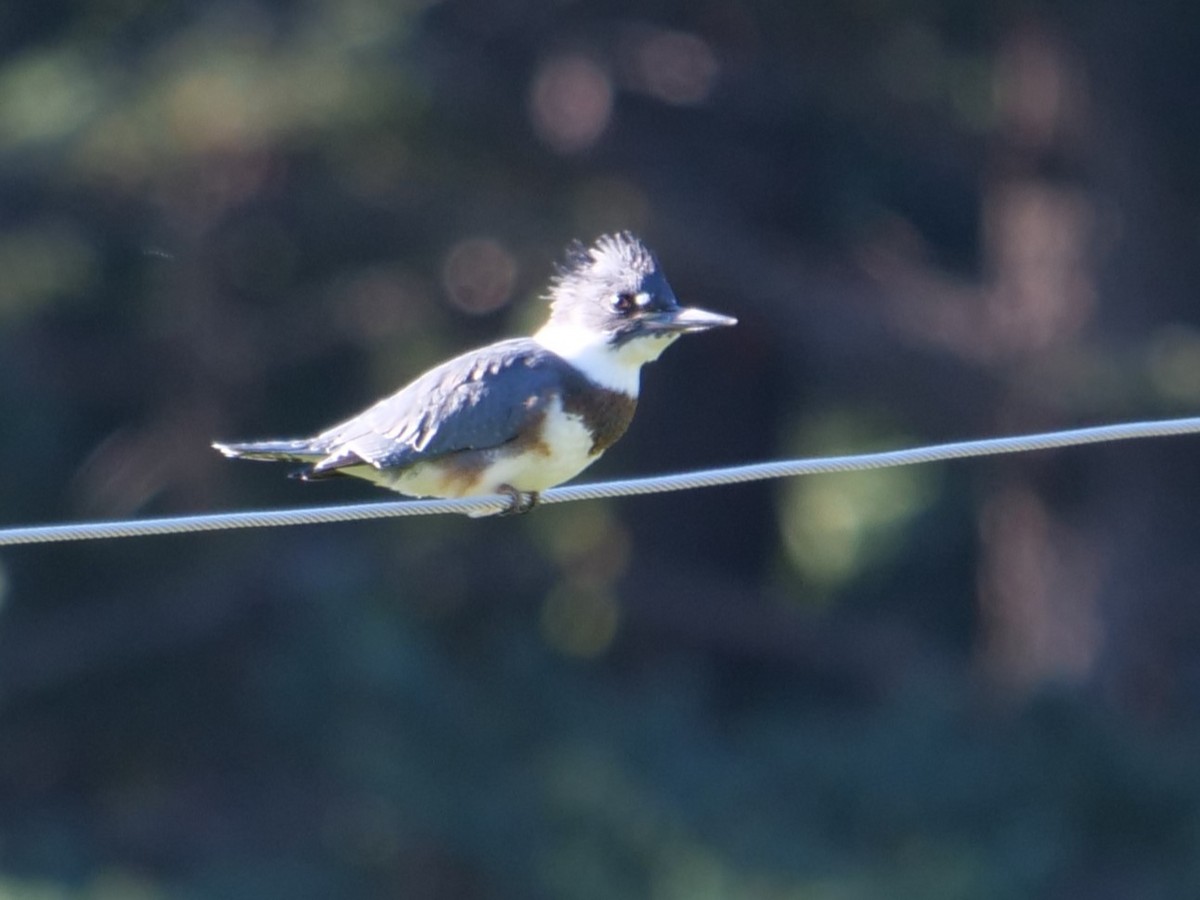 Belted Kingfisher - ML471243991