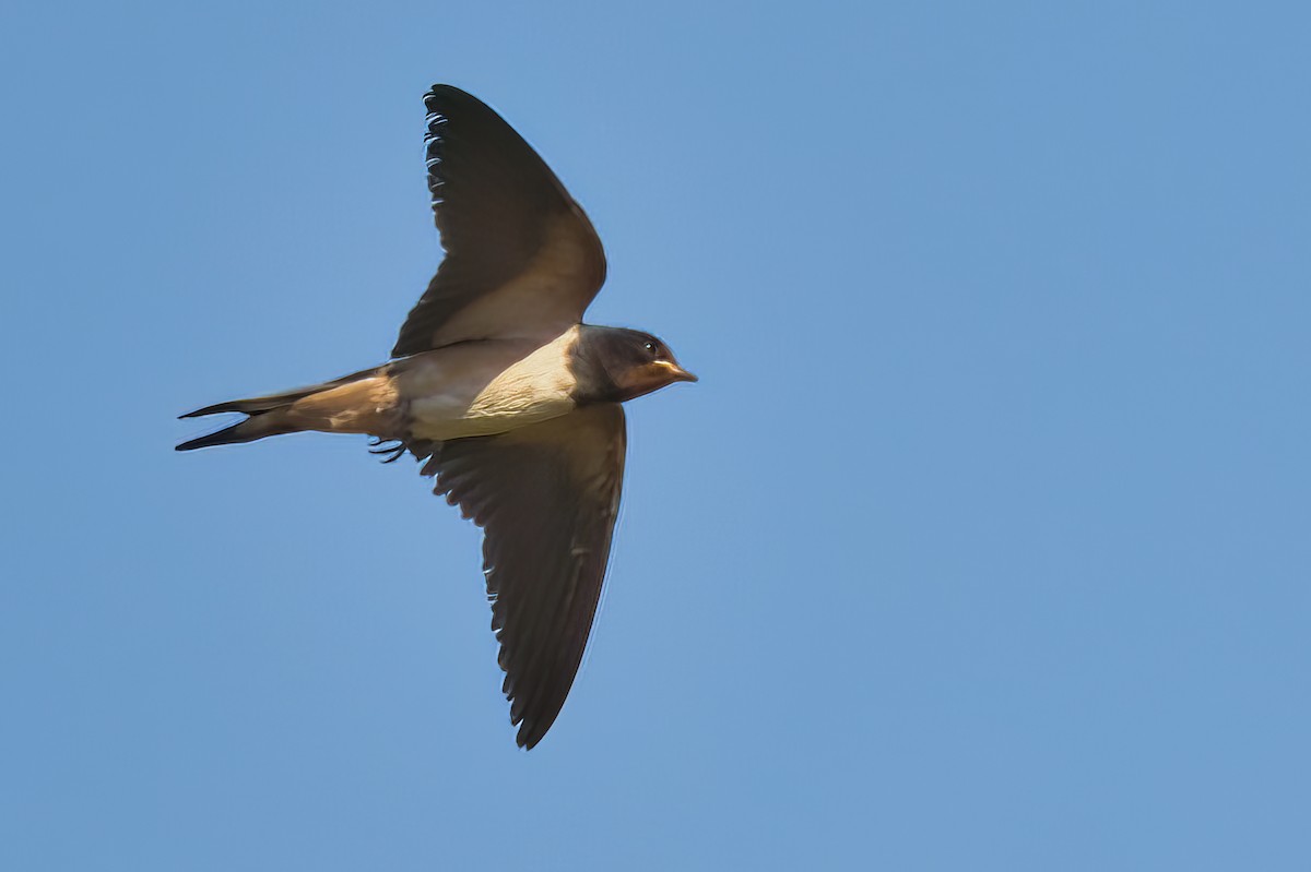 Barn Swallow - ML471252141
