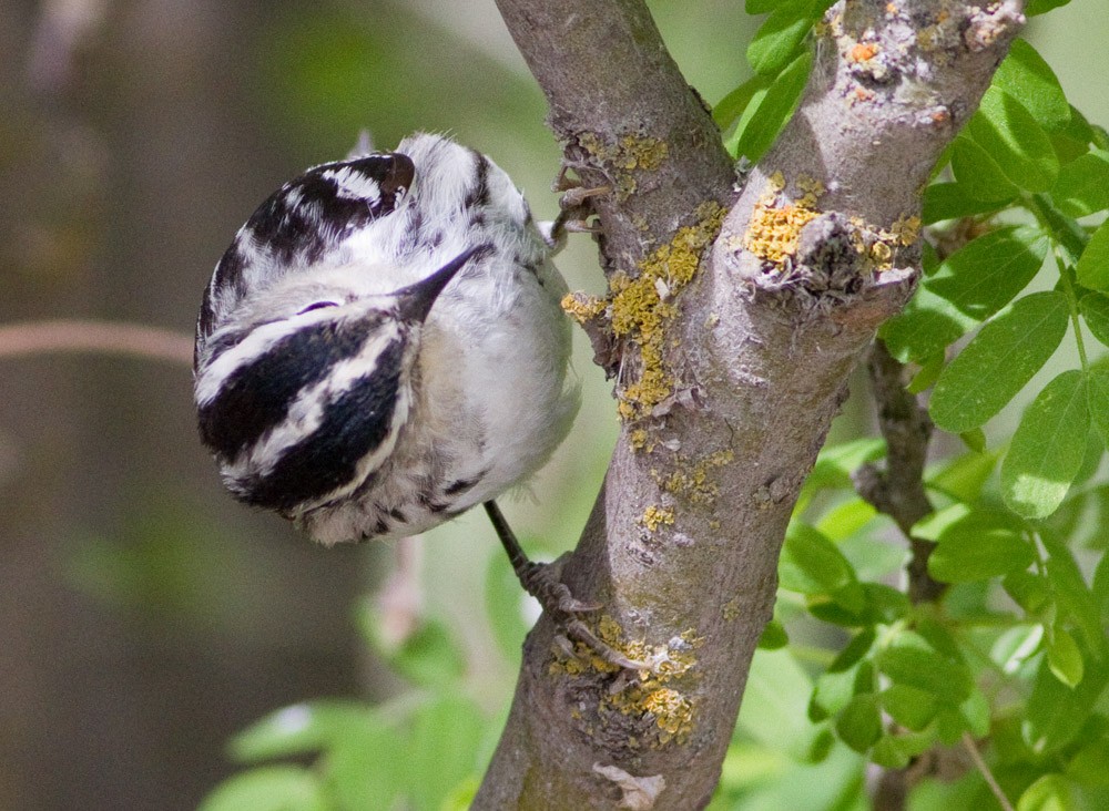 Black-and-white Warbler - ML47125371