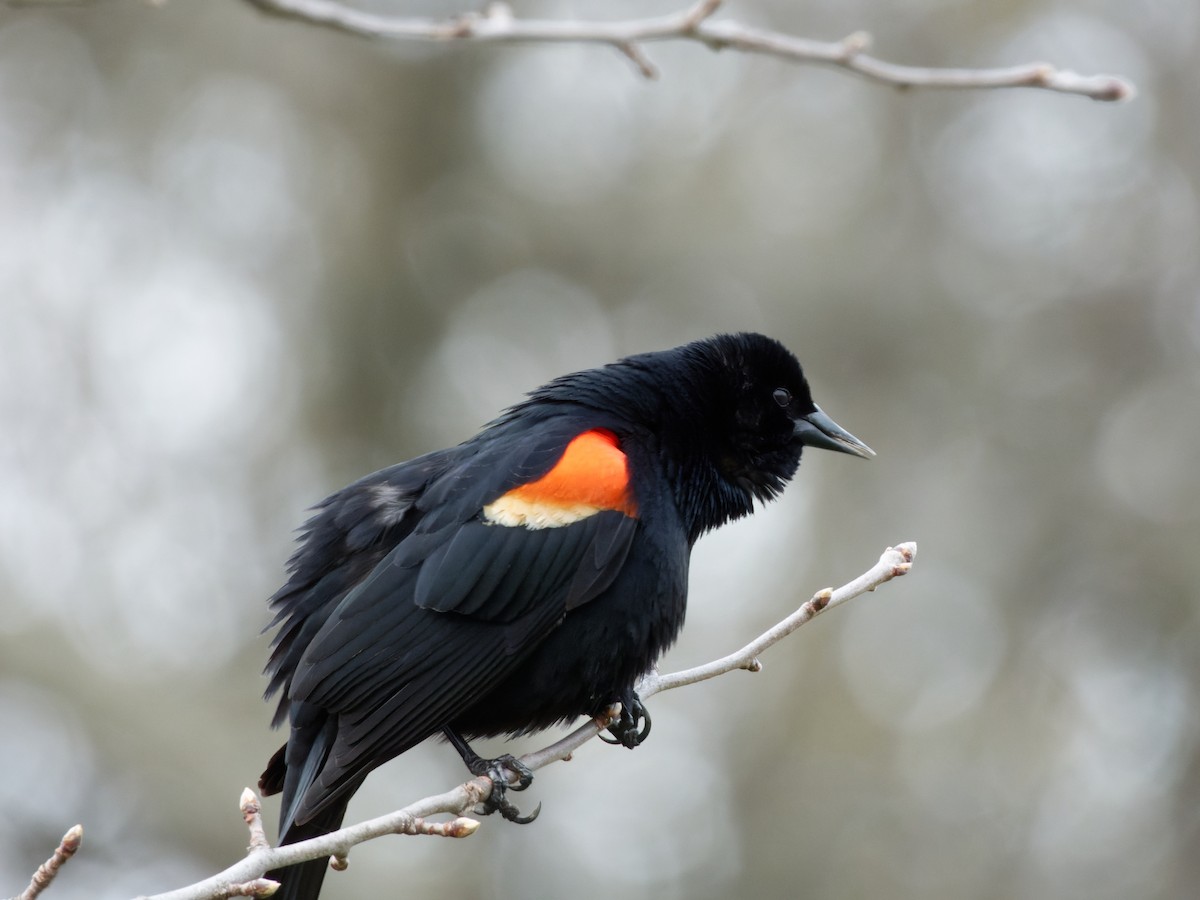 Red-winged Blackbird (Red-winged) - ML471260111
