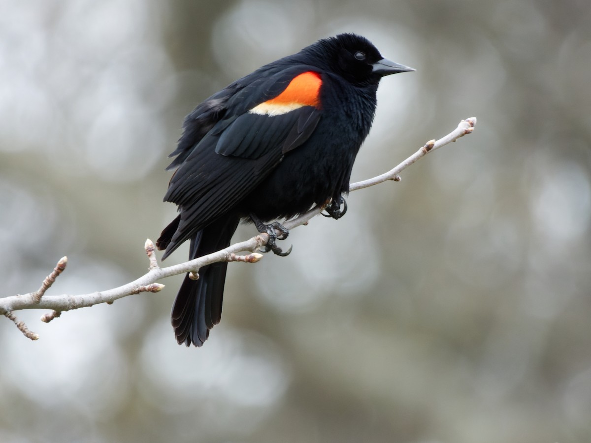 Red-winged Blackbird (Red-winged) - ML471260121