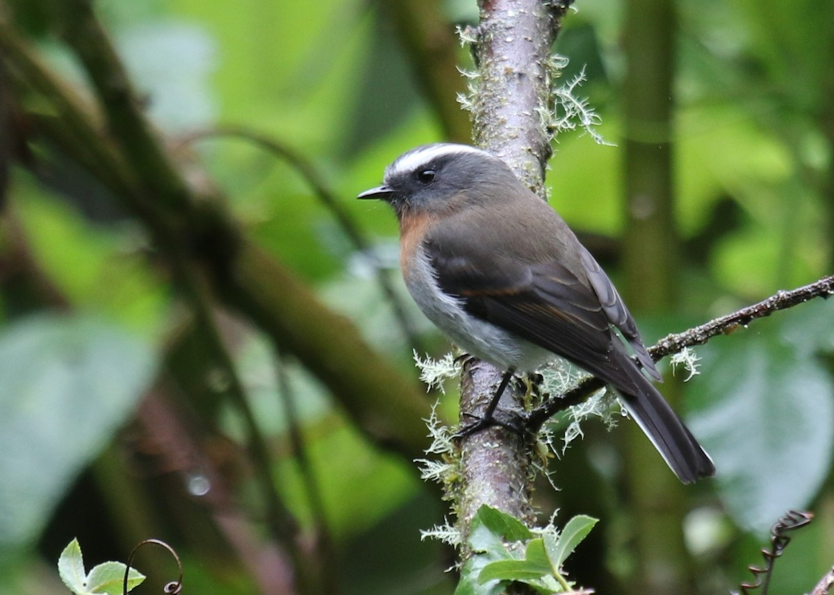 Rufous-breasted Chat-Tyrant - ML471260851