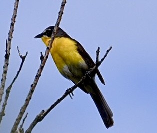 Yellow-breasted Chat - ML471261191