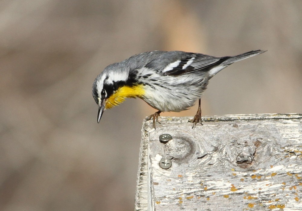 Yellow-throated Warbler - Darren Clark