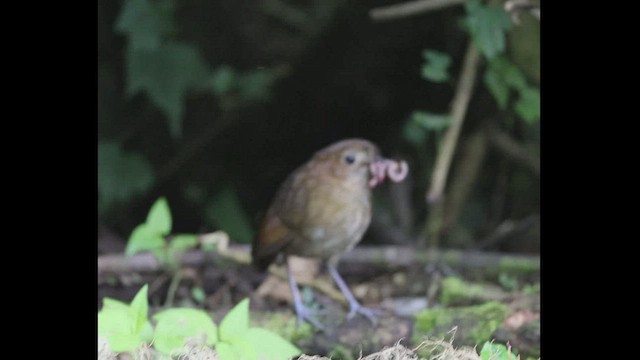 Brown-banded Antpitta - ML471262231