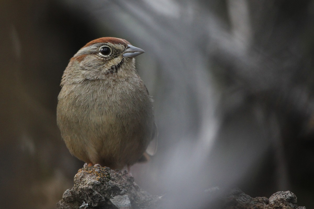 Rufous-crowned Sparrow - Liam Huber