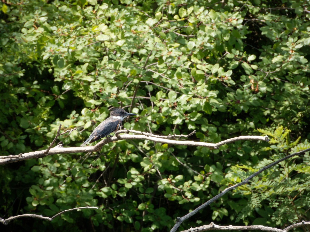 Belted Kingfisher - ML471265111