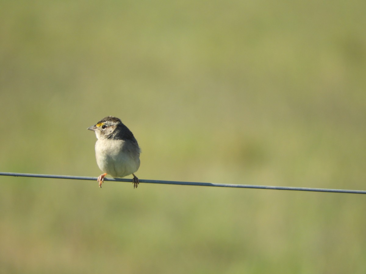 Grassland Sparrow - ML471265791