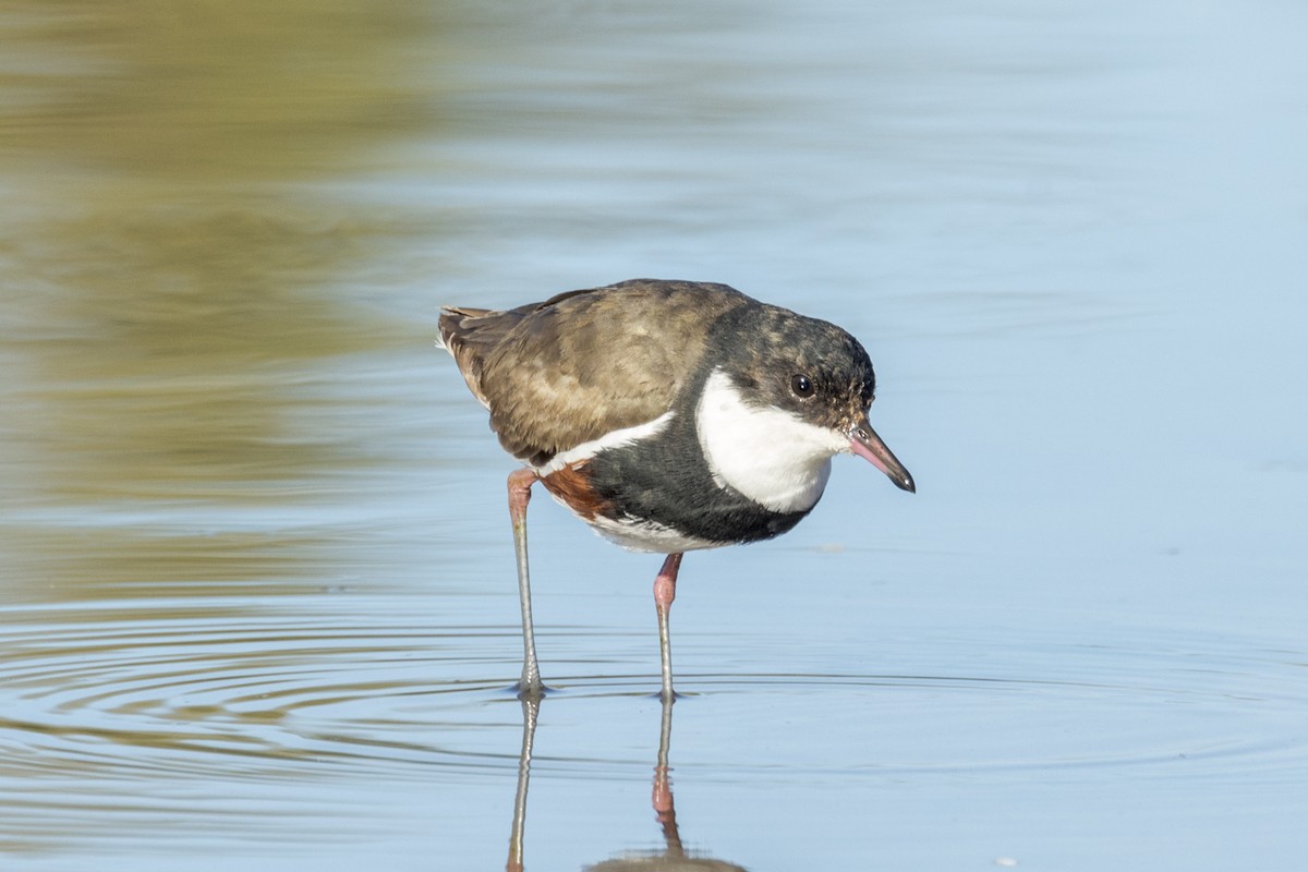 Red-kneed Dotterel - ML471267591