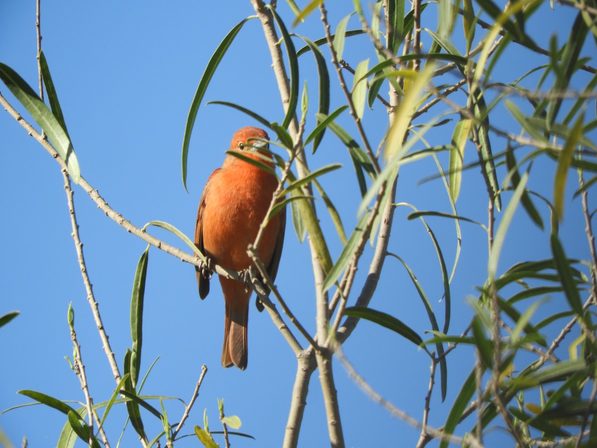 Hepatic Tanager - ML471267631