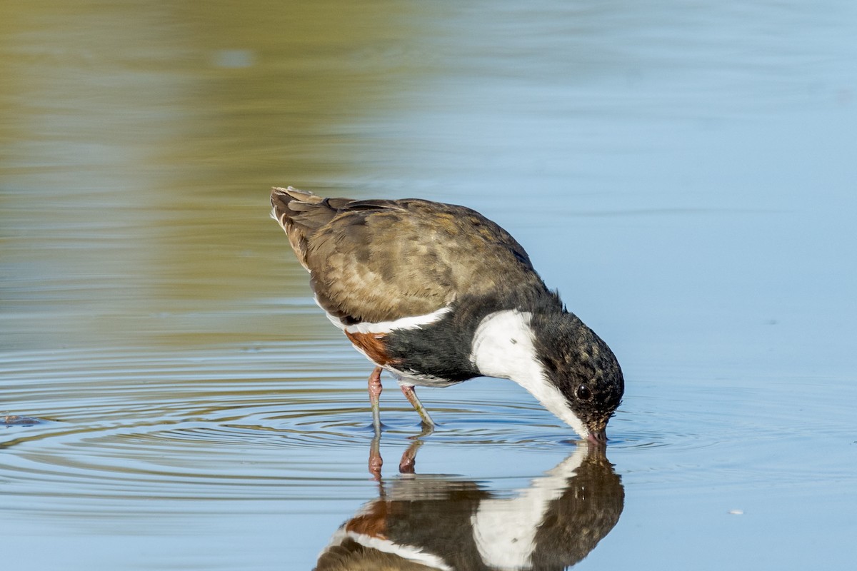 Red-kneed Dotterel - ML471267651