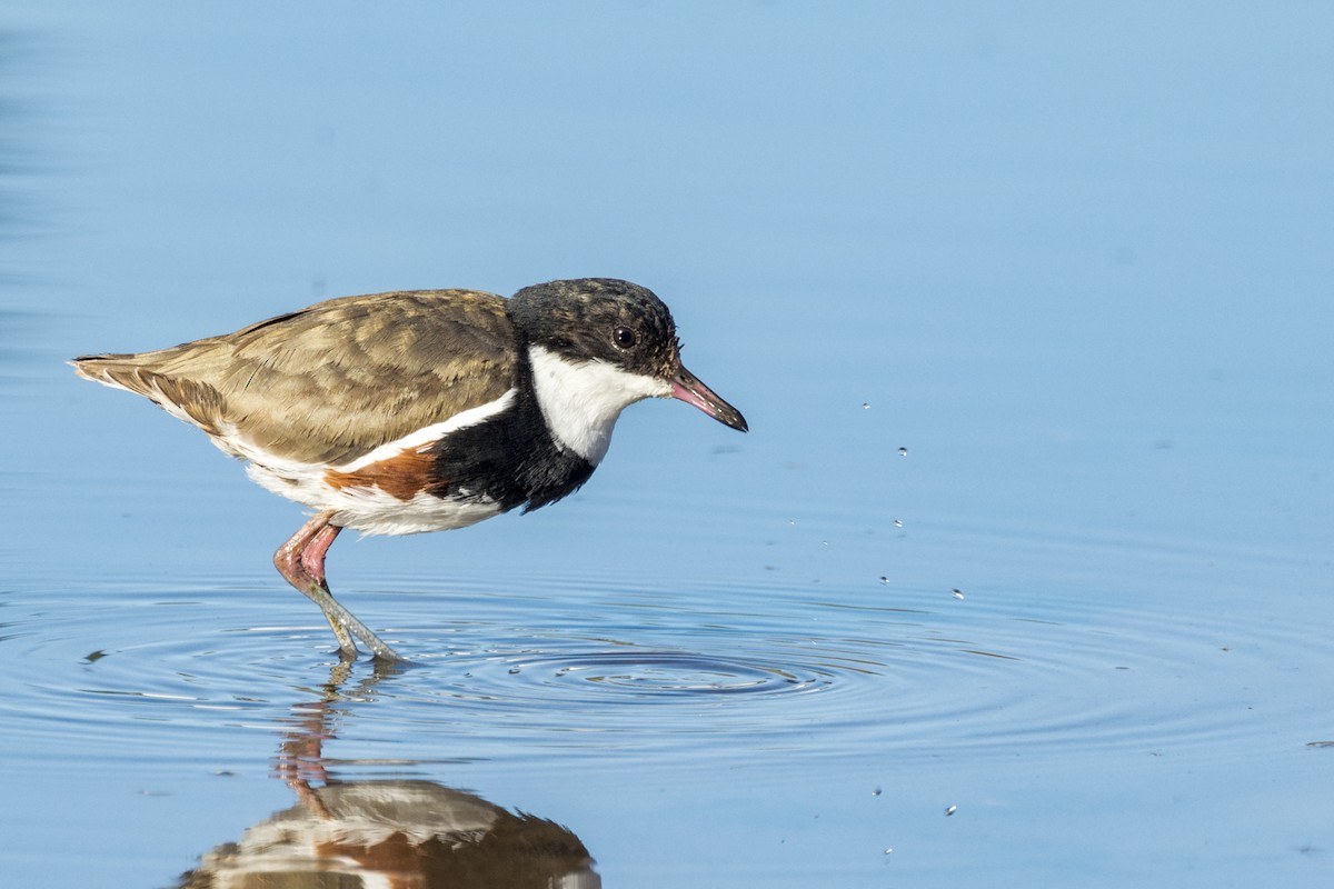 Red-kneed Dotterel - ML471267661