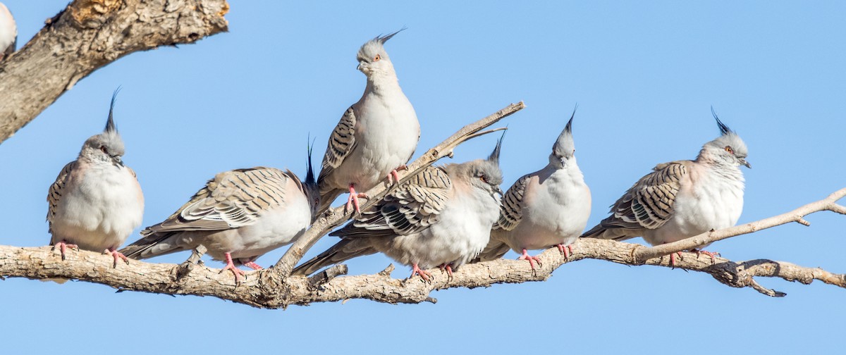 Crested Pigeon - ML471267671