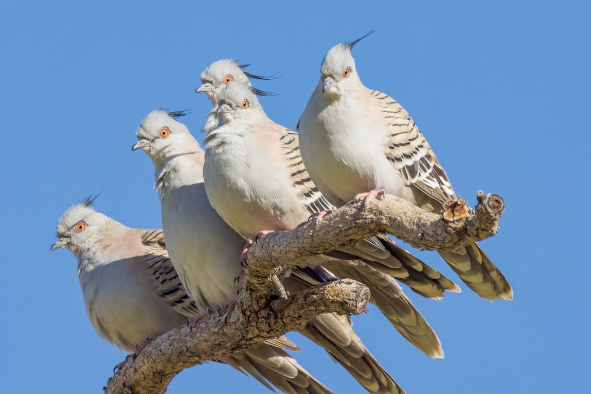 Crested Pigeon - ML471267701