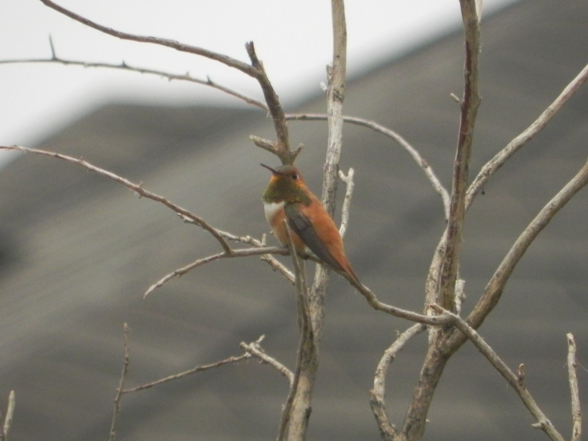 Rufous Hummingbird - ML471269511