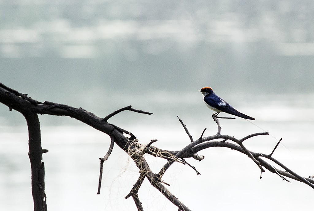 Wire-tailed Swallow - ML47127111