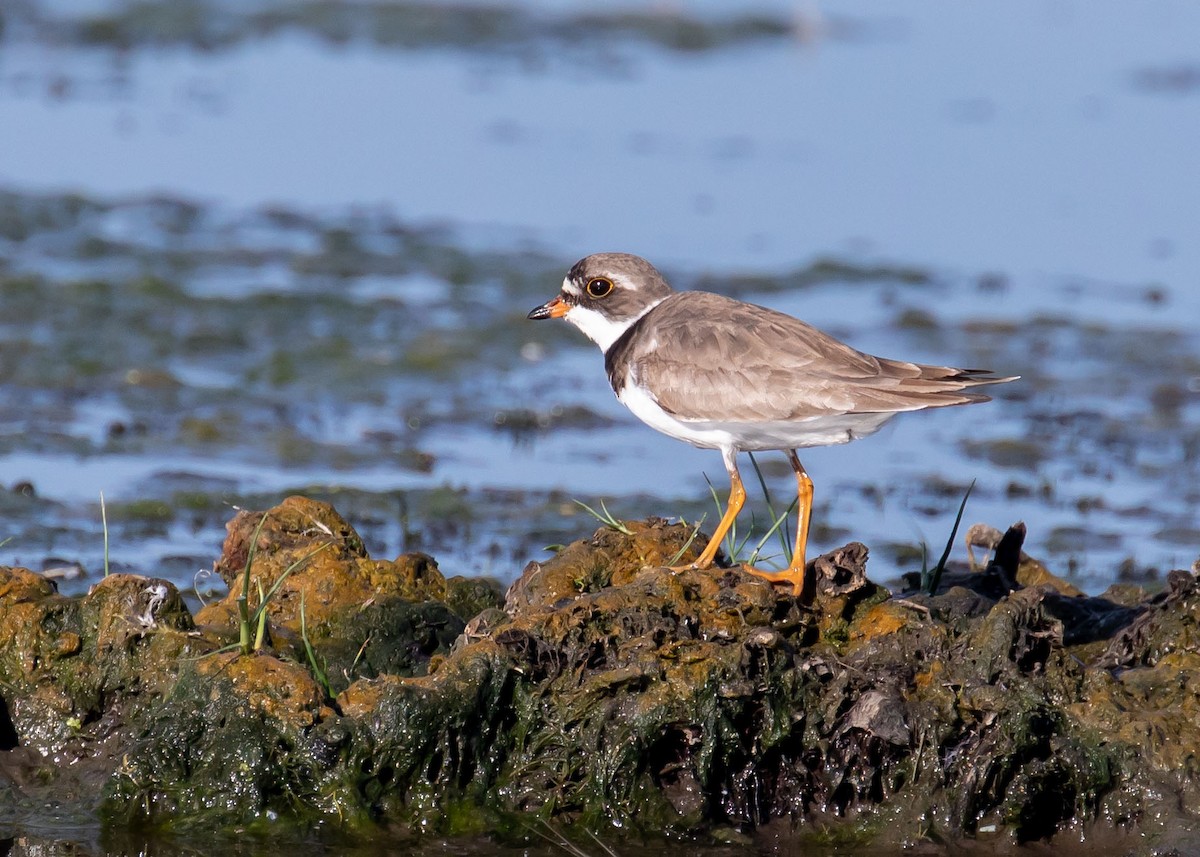 Semipalmated Plover - ML471274331