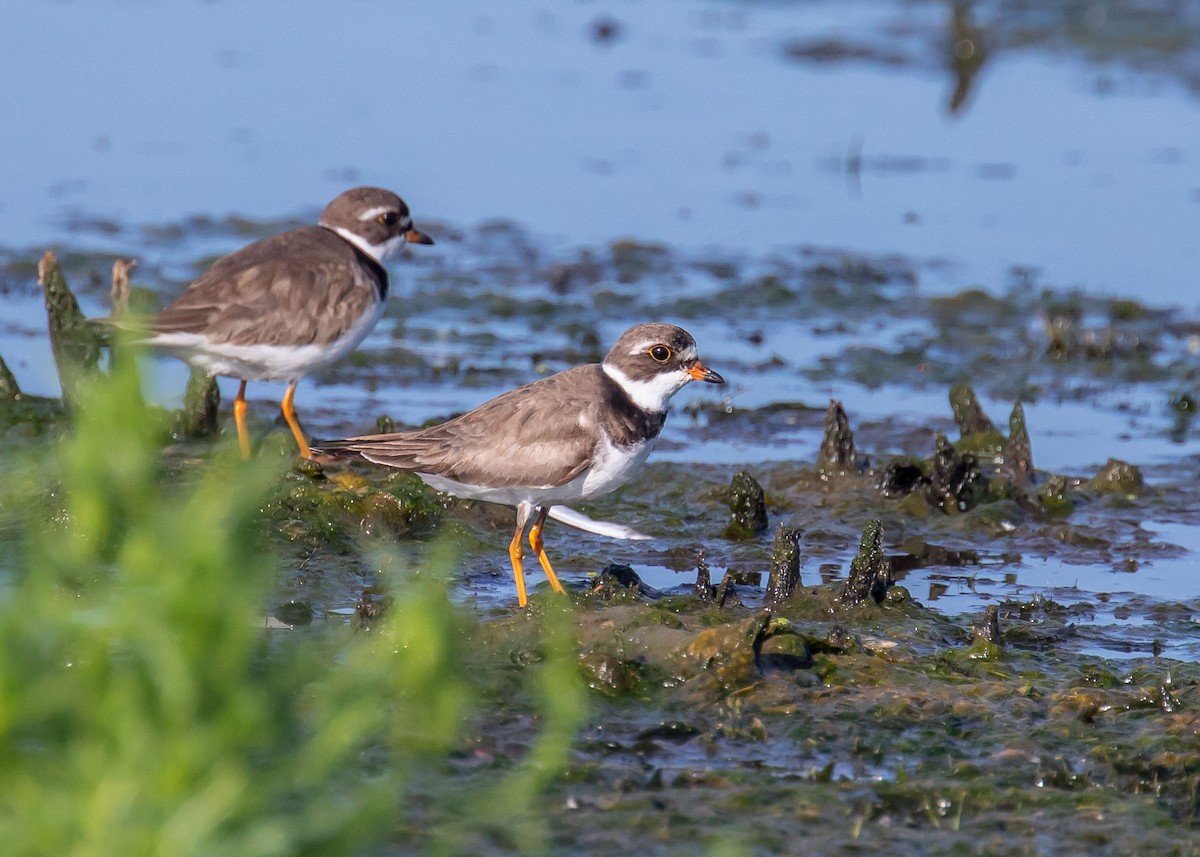 Semipalmated Plover - ML471274341