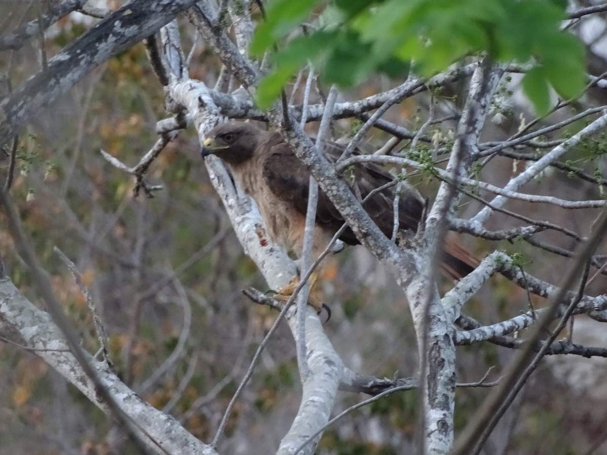 Red-tailed Hawk (fumosus) - ML471274611