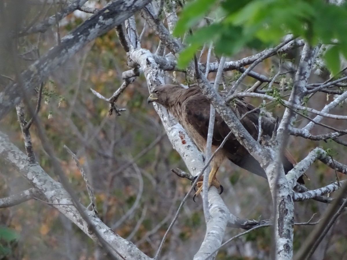 Red-tailed Hawk (fumosus) - ML471274621