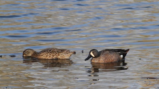 Blue-winged Teal - ML471276