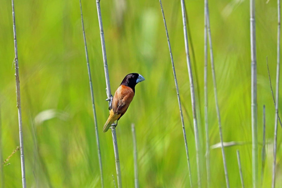 Grand Munia - Nigel Voaden