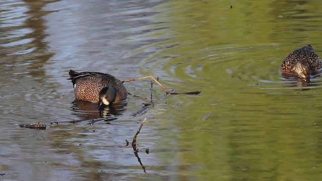 Blue-winged Teal - ML471278