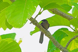  - Dwarf Koel