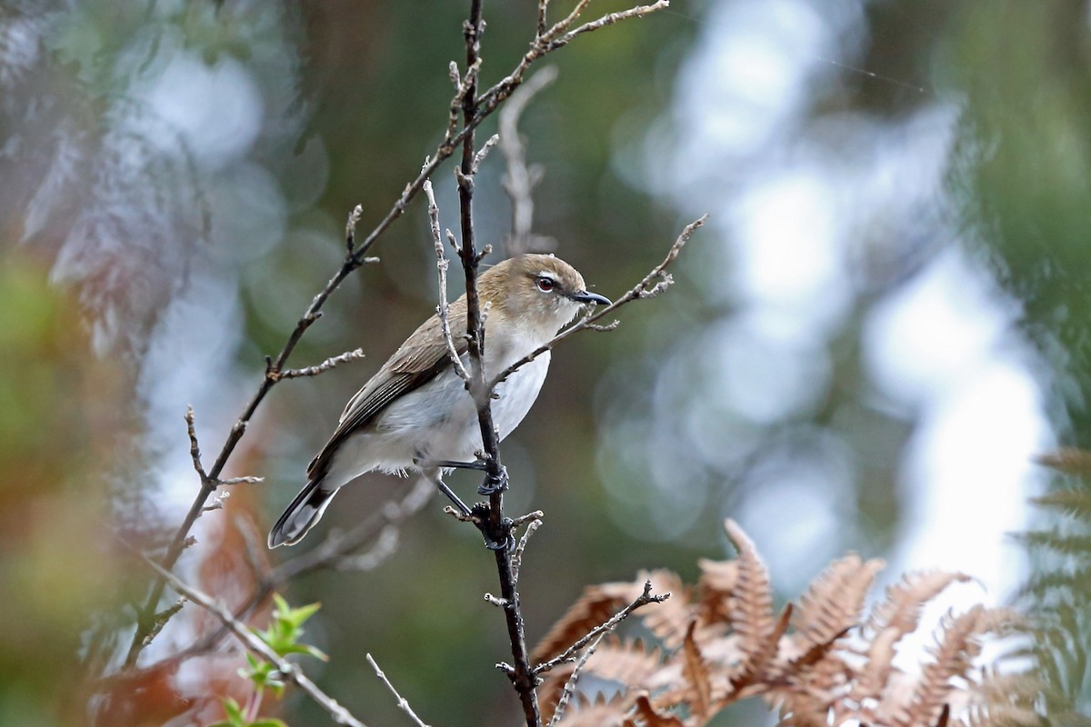 Brown-breasted Gerygone - Nigel Voaden