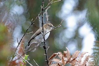  - Brown-breasted Gerygone