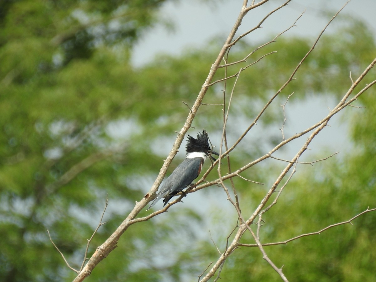 Belted Kingfisher - ML471285041