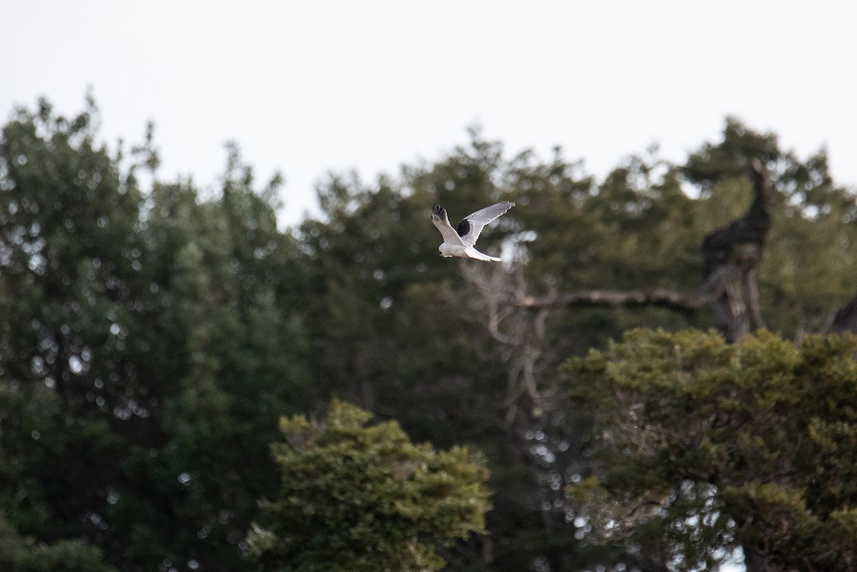 White-tailed Kite - ML471287081
