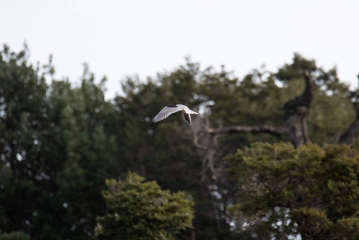White-tailed Kite - ML471287091