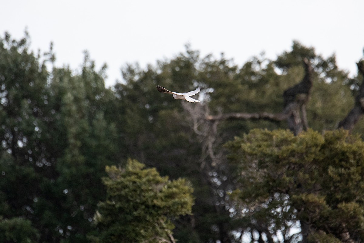 White-tailed Kite - ML471287101
