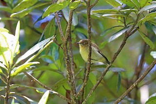  - Papuan Thornbill