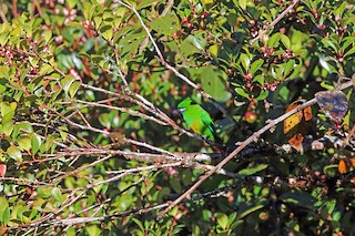  - Plum-faced Lorikeet