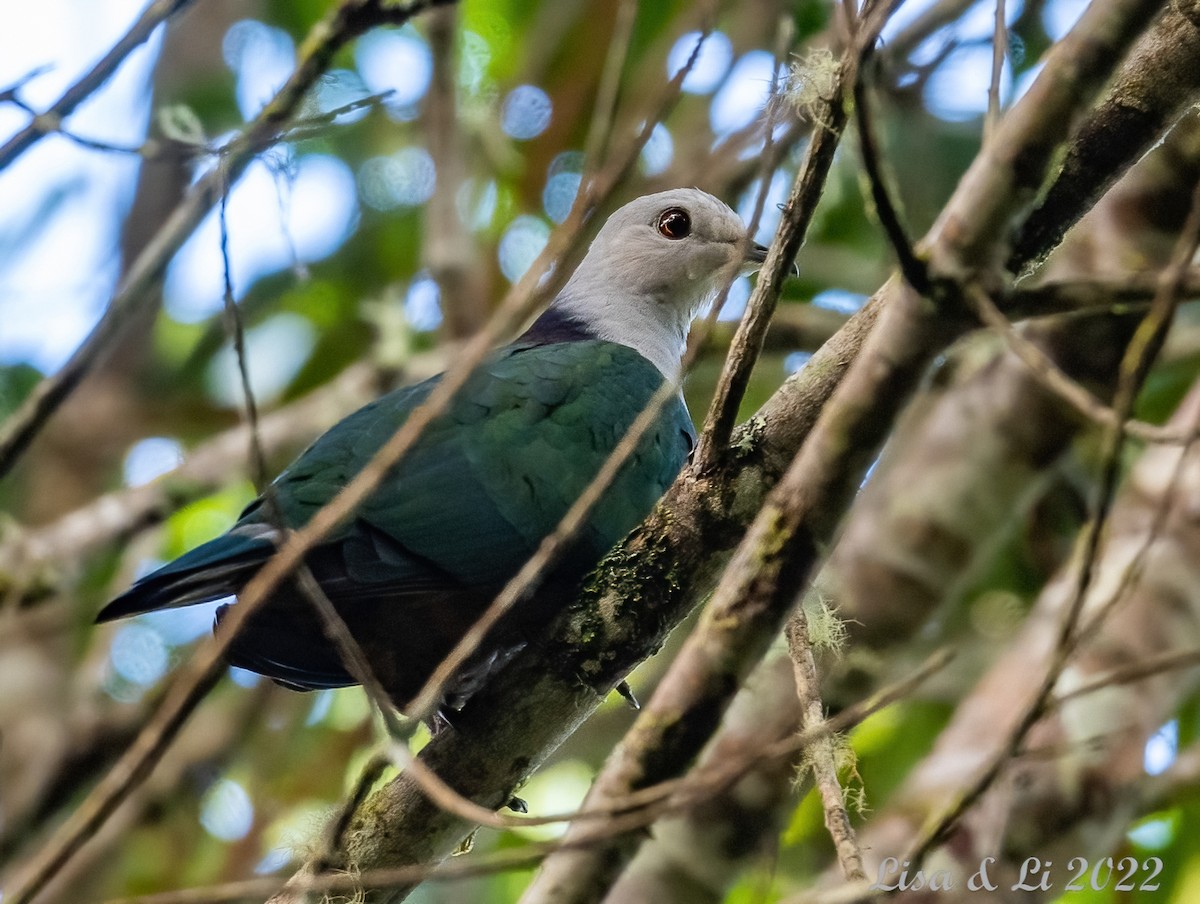 Gray-headed Imperial-Pigeon - ML471291001